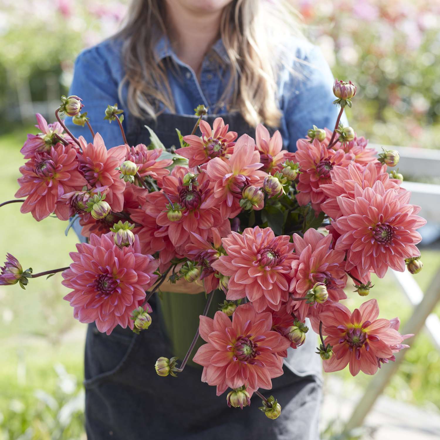 Dahlie 'Dutch Pearl'